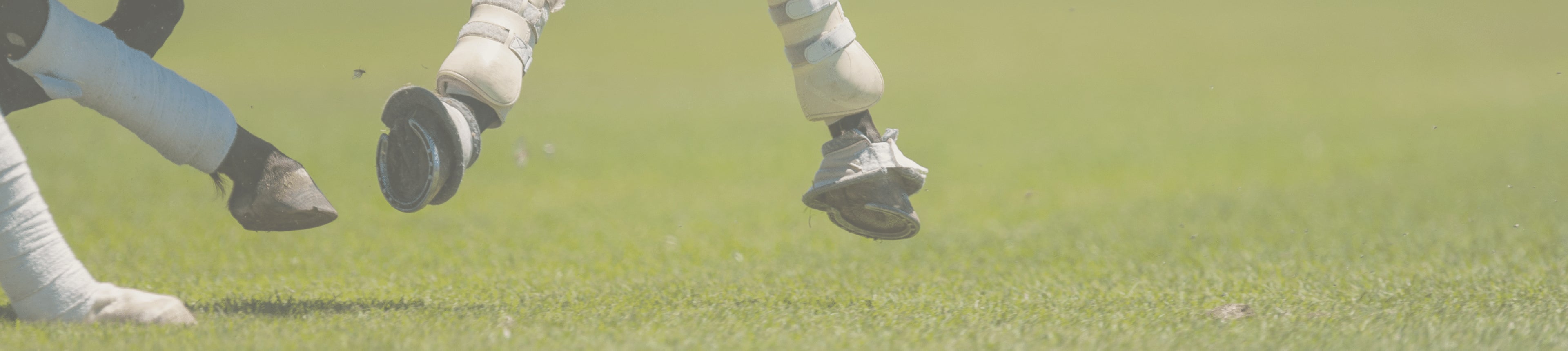 Using Nitric Oxide Pathways to Elevate Your Horse’s Health Total