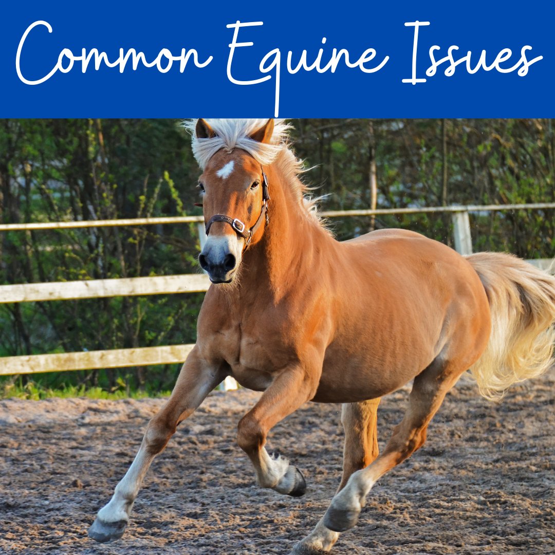 Common Equine Issues